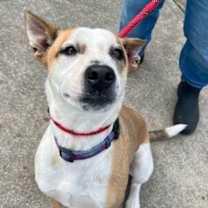 Thumbnail photo of CILANTRO #2