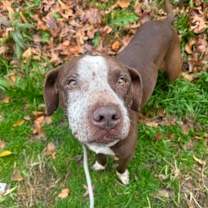 Thumbnail photo of Pup Pup #1