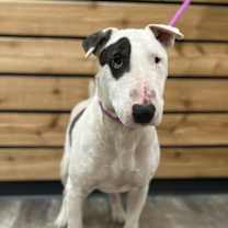 Thumbnail photo of Temoc #2