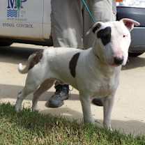 Thumbnail photo of Temoc #3