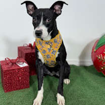 Thumbnail photo of Serena #3