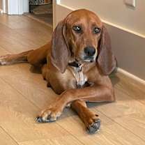 Thumbnail photo of Jojo  #3