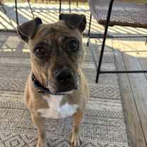 Thumbnail photo of Pinky #1