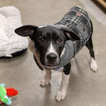 Thumbnail photo of Zeus #4