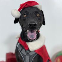 Thumbnail photo of Blizzard #1