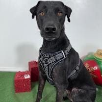 Thumbnail photo of Blizzard #2