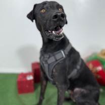 Thumbnail photo of Blizzard #4