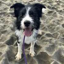 Thumbnail photo of Oliver (blind) #2