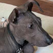 Thumbnail photo of Leo, Xoloitzcuintli/ Mexican Hairless #2