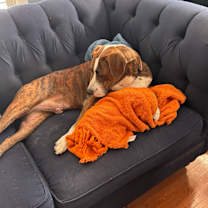 Thumbnail photo of Buster #4