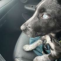 Thumbnail photo of Domino #3