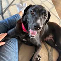 Thumbnail photo of Pandora 21977 #2