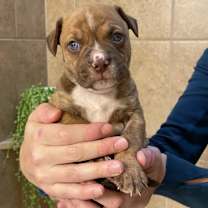 Thumbnail photo of Sushi #4