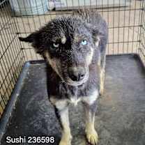 Thumbnail photo of Sushi #1