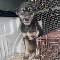 Thumbnail photo of Sushi #3