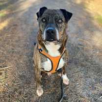 Thumbnail photo of PIERCE #1