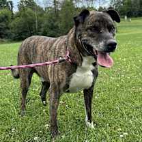 Thumbnail photo of PIERCE #4