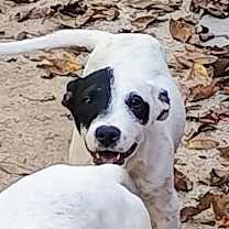 Thumbnail photo of Jack #2