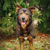 Thumbnail photo of Bear #1