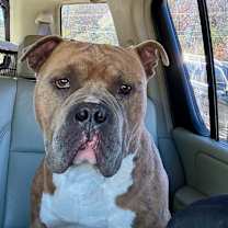 Thumbnail photo of BLADE #1