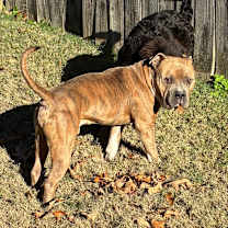 Thumbnail photo of BLADE #3