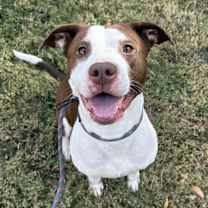 Thumbnail photo of Boo Berry #1