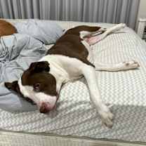 Thumbnail photo of Boo Berry #2