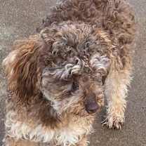 Thumbnail photo of Pierre #3