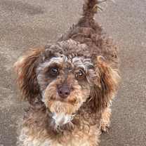 Thumbnail photo of Pierre #4