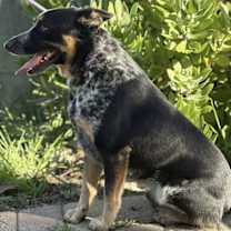 Thumbnail photo of Amos #3