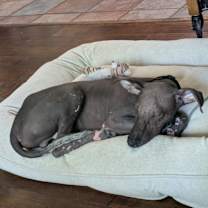 Thumbnail photo of Leo, Xoloitzcuintli/ Mexican Hairless #3