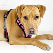 Thumbnail photo of Mylah #2