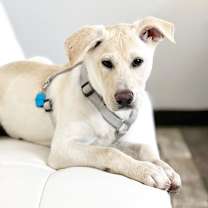 Thumbnail photo of Tommy - I'll Be Home for Christmas Promo #2