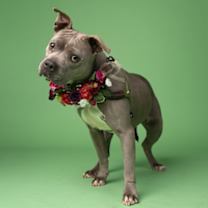 Thumbnail photo of Evie #1