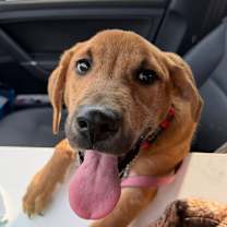 Thumbnail photo of Saltine cracker #4