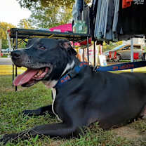 Thumbnail photo of Peppermint #3