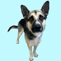 Thumbnail photo of Zebra Cake #1