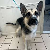 Thumbnail photo of Zebra Cake #3