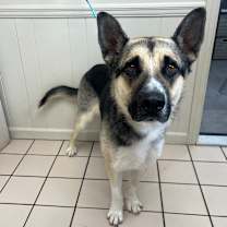 Thumbnail photo of Zebra Cake #4