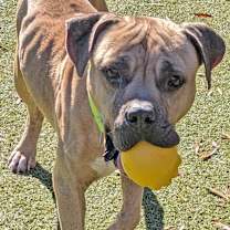 Thumbnail photo of Silly Goose #1