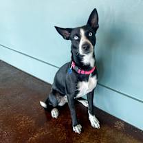 Thumbnail photo of Luna #2