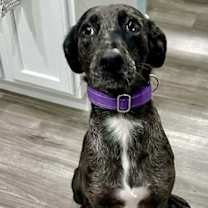 Thumbnail photo of DULCE #3