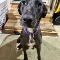 Thumbnail photo of DULCE #4