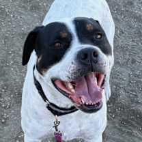 Thumbnail photo of Maggie #1