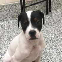 Thumbnail photo of Maggie #2