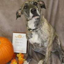 Thumbnail photo of Willow #3