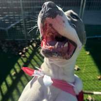 Thumbnail photo of Bella #3