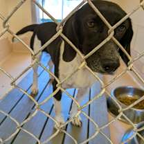 Thumbnail photo of Gracie  #2