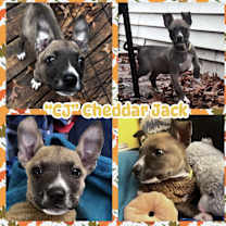 Thumbnail photo of CJ Cheddar Jack #1
