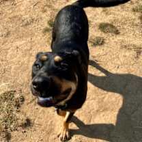 Thumbnail photo of Beebee #3